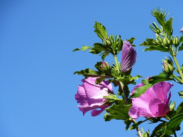 Eté Metz en fleurs 7 mp1357 2011