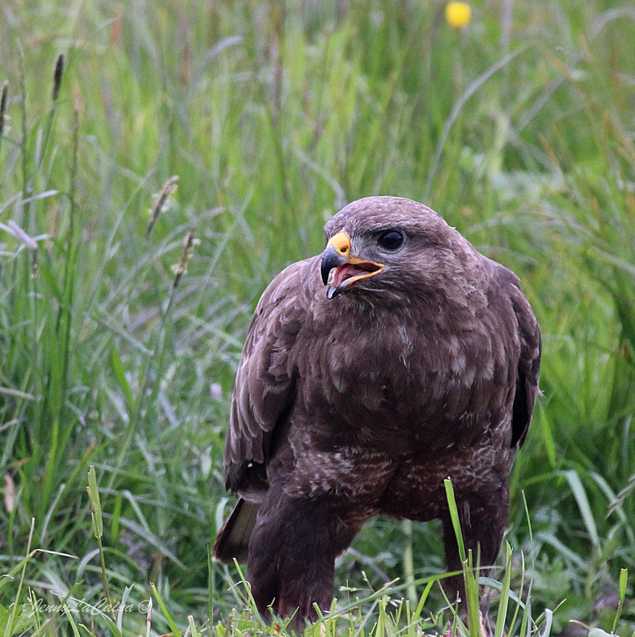 Buse Variable 