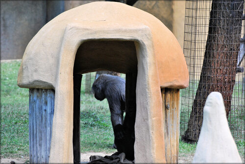 Photo du Gorille des plaines de l'ouest (Afrique centrale)