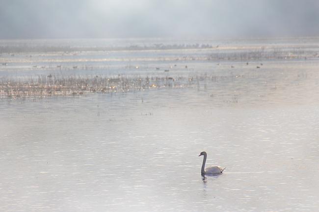 Brume matinale dans les Dombes 