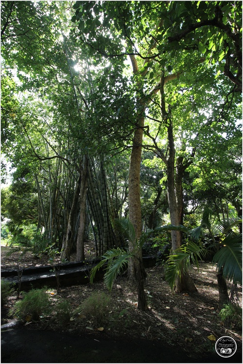 Le jardin botanique de Pamplemousse