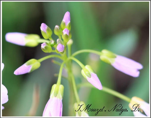 Cardamine des prés