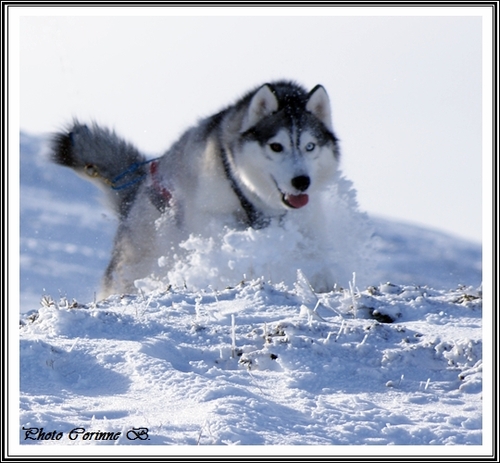 Huskys dans la neige (février 2015)
