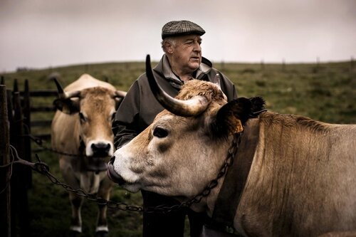 24- De beaux portraits de vaches!