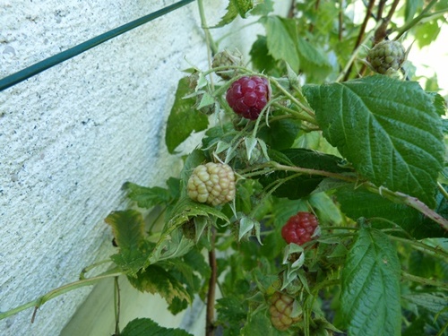 Les framboises