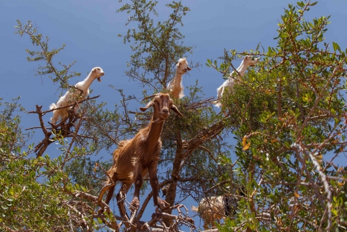 Au Maroc, les « arbres à chèvres » fleurissent !