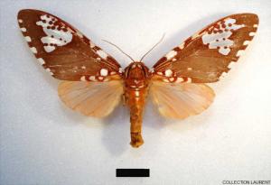 Ripha