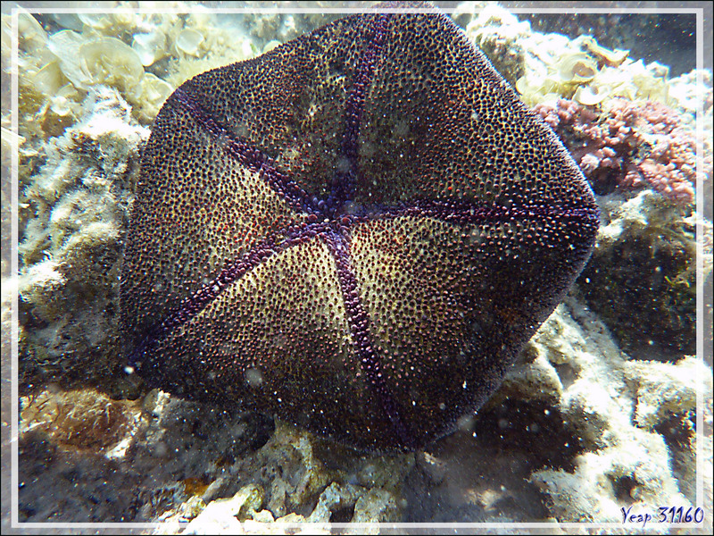 Etoile-coussin du Pacifique ou astérie-coussin, Cushion-star, pincushionsea star (Culcita noveaguineae) et crevette commensale Periclimenes - Moorea - Polynésie française