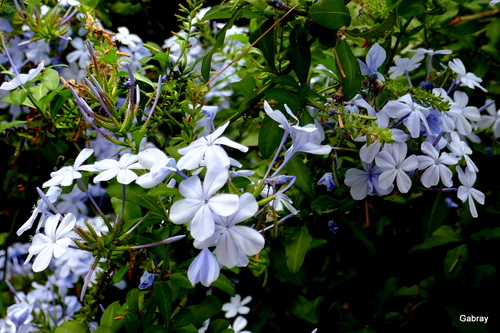 Le plumbago aux fleurs bleues