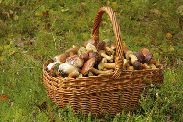 Deux-Sèvres : une femme meurt d'intoxication aux champignons