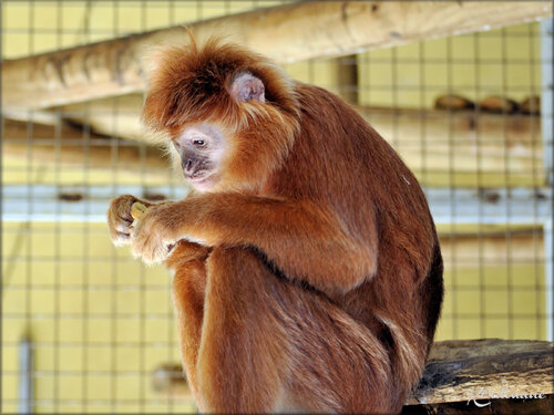 Photos Langur de Java - Zoo d'Arcachon