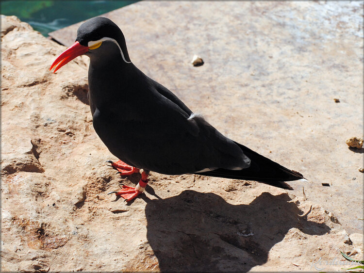 Sterne Inca (Zoo de Doué la Fontaine)