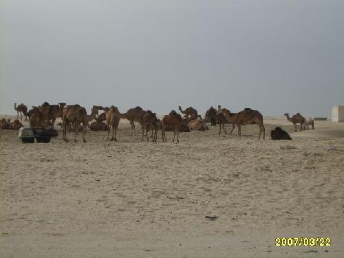 Mauritanie Troupeau de dromadaires au puits.
