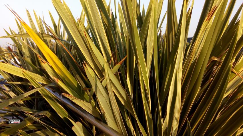 Palmier arbustif (Chamaerops humilis), le plus facile à cultiver