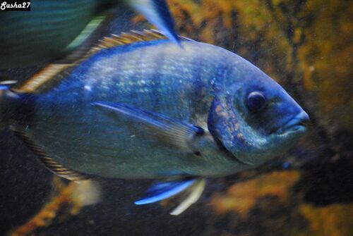 Le Grand Aquarium de St Malo 