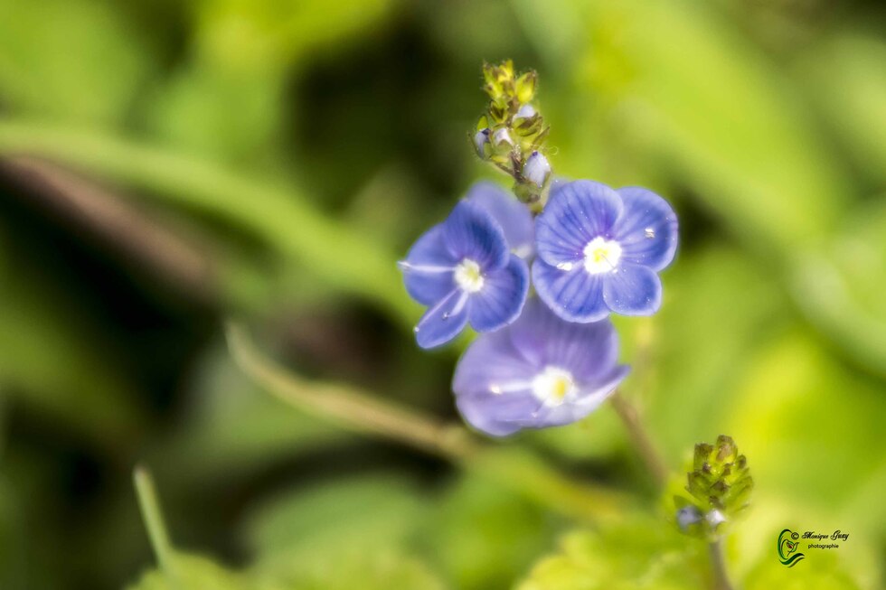 Le bleu de la véronique