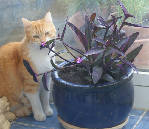 Mon chat est un chat jardinier....