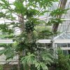 Papayer - Salle des plantes aromatiques  - Botanic Garden des US - WDC