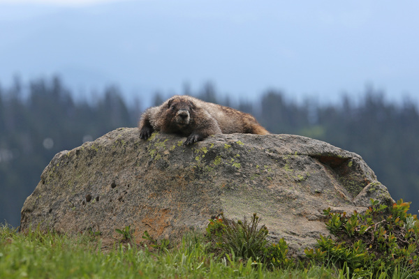 Les Marmottes des Rocheuses