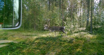 De Olderbakken à Tornio