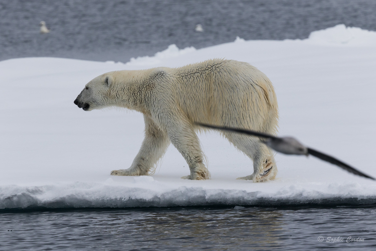 Un peu d'ours