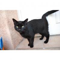 Chats trouvés dans l'Hérault