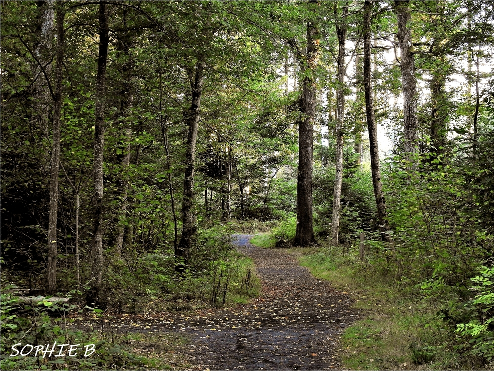 Un petit tour en forêt de la Comté .