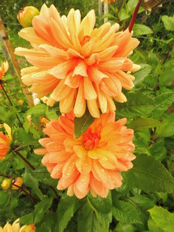 Fête du Dahlia 