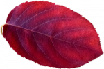 Tubes feuilles