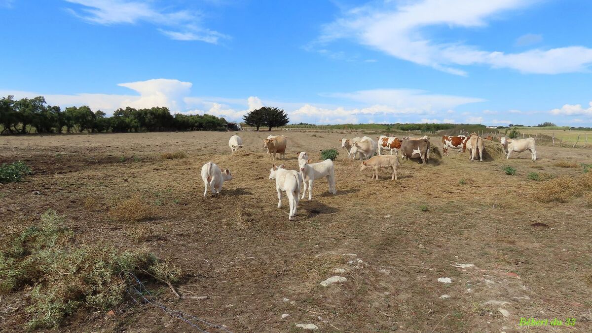 Marennes et  l'ile d'Oléron  (17) -2