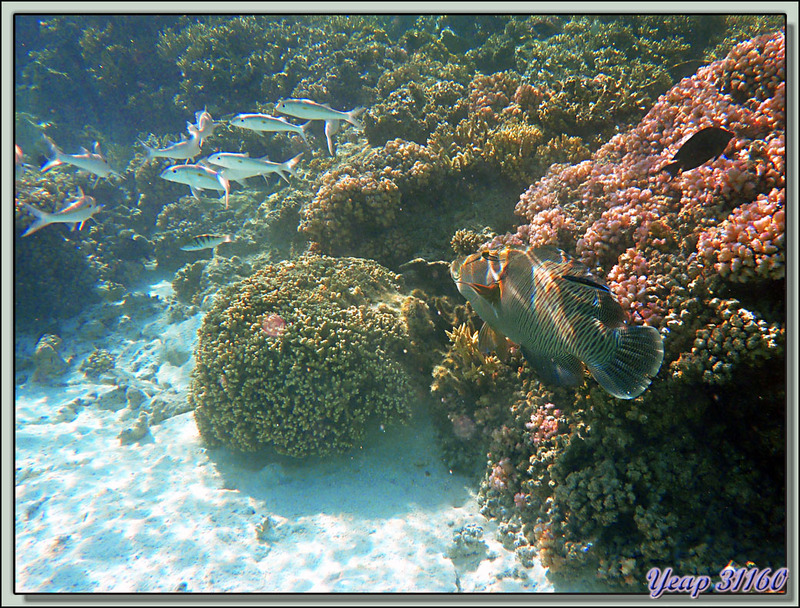 Snorkeling à Tetamanu : Napoléon - Fakarava - Polynésie française