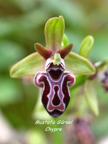 (endemic to cyprus)  ophrys kotschyi -kibris ari orkidesi- kotschy's bee-orchid (2)