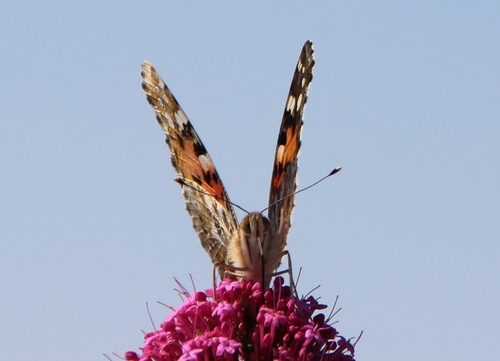 Papillons de Capri