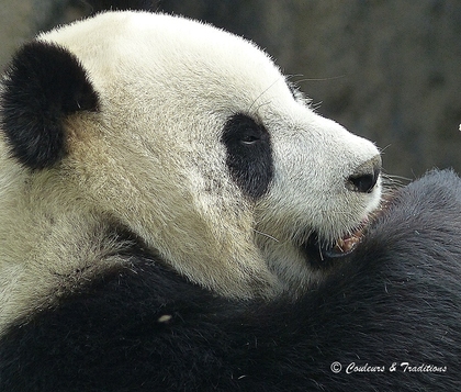 Panda de Chine 