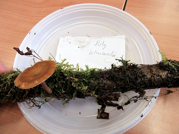 Une belle après-midi de détermination de champignons avec mes membres de la Société Mycologique du Châtillonnais