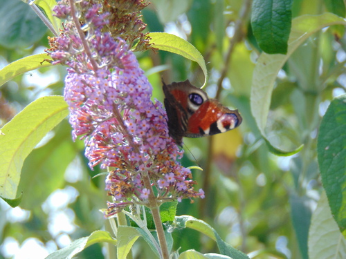 papillon 