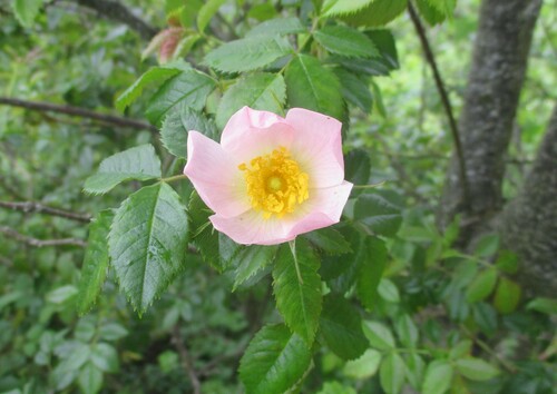 Fleurs roses