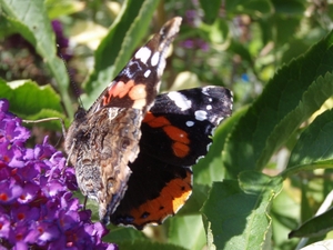 Répertoire de toutes les espèces de papillons que j'ai déjà photographiées