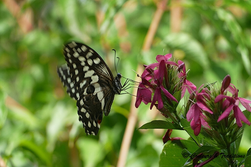 Papillon, grand voilier africain !!