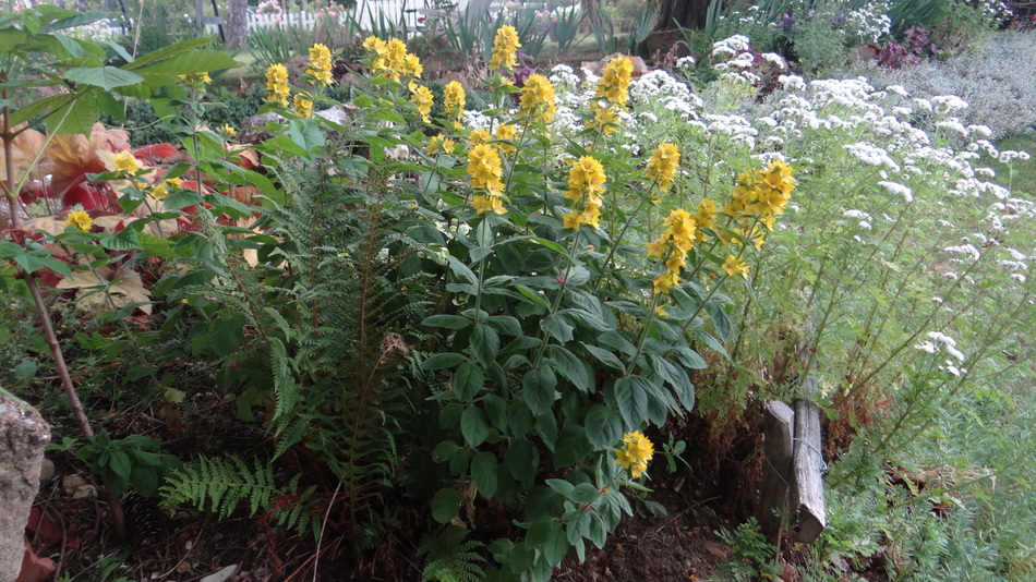 Lysimaque punctata "Lysimachia Punctata