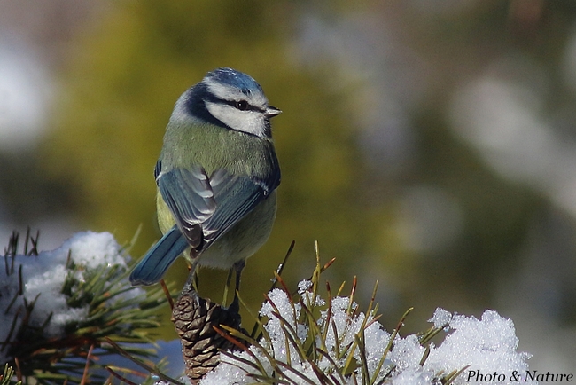 Mésange bleue