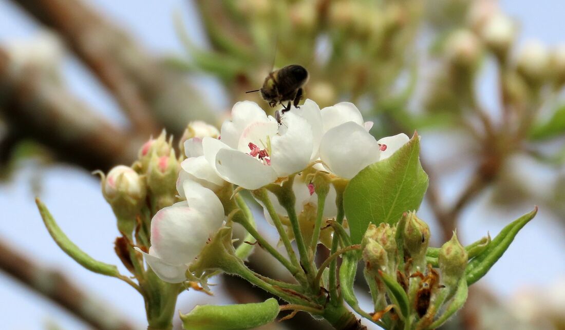 une abeille sur mes fleurs   Bébert33