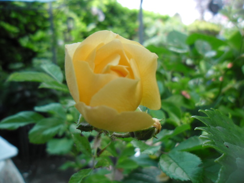 Un petit tour au jardin