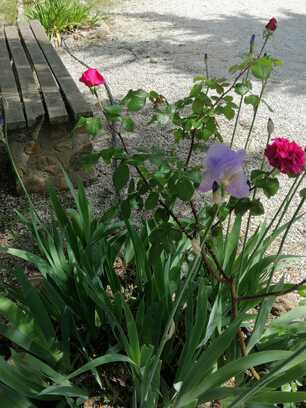 Peut être une image de pivoine