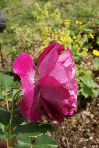 Rosier Blue Eden de Tom Carruth