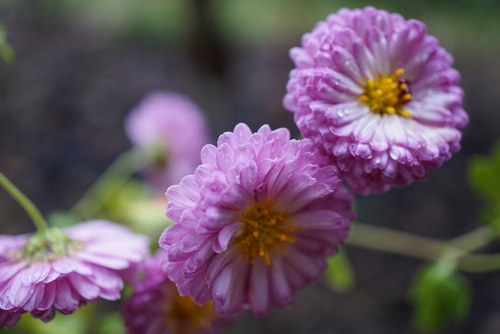 Chrysanthème May Tai