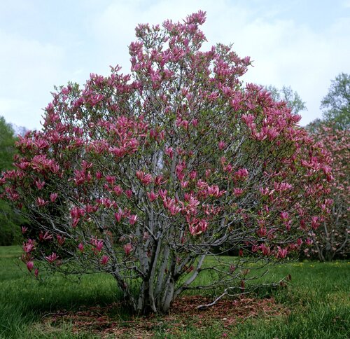 Fleurs cultivées : Magnolia