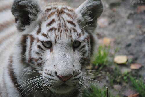 (29) Les petites tigresses blanches.