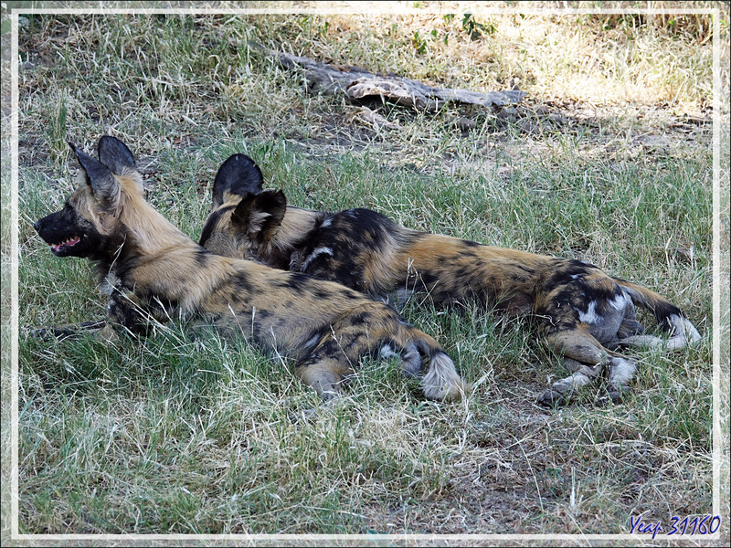 Lycaon, Chien sauvage d'Afrique, African wild dog (Lycaon pictus) - Safari terrestre - Parc National de Chobe - Botswana