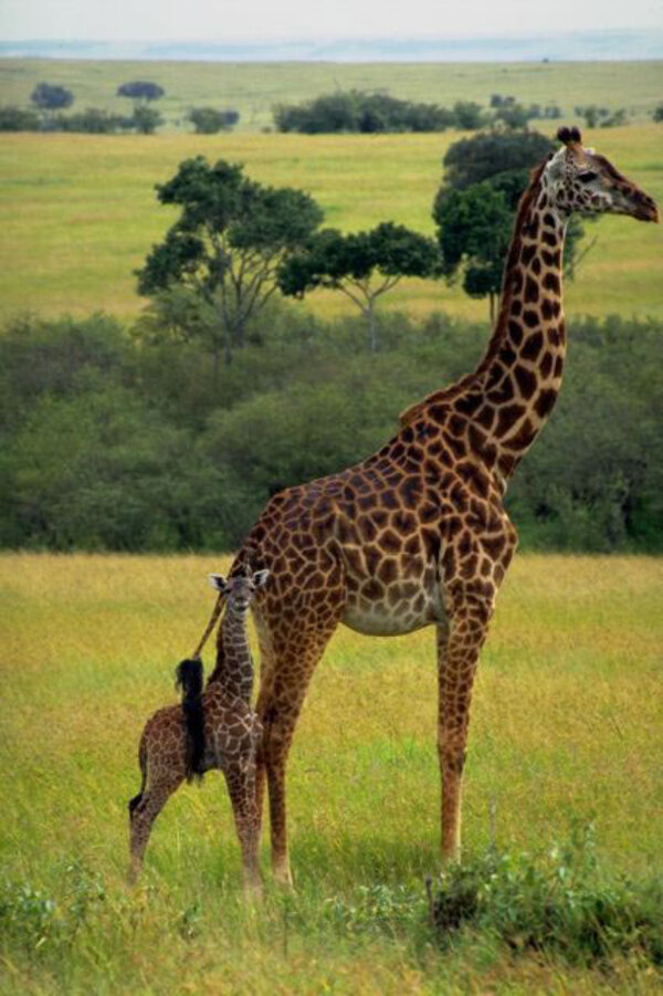 Mammifères:  Girafe